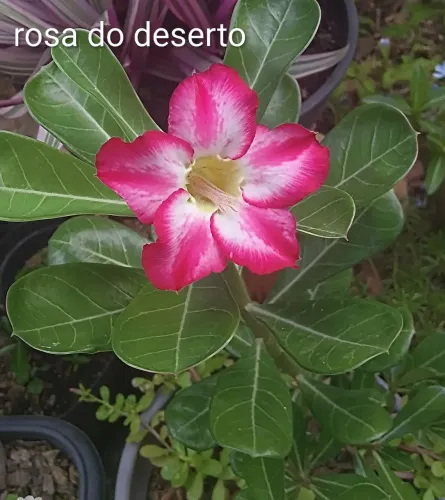 Jardim plantas rosa do deserto 