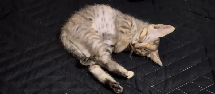 Gatinha para doação