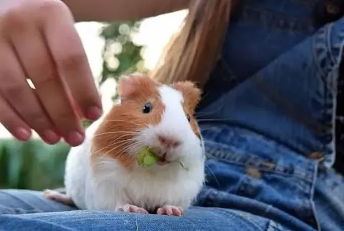 Porquinhos da india
