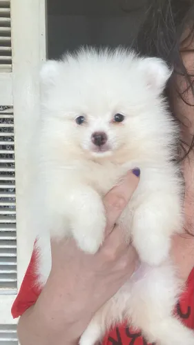 Lulu da Pomerania Macho / Spitz anão com pedigree