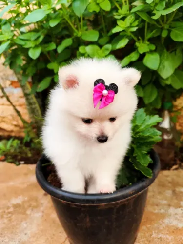 Spitz Alemão Fêmea