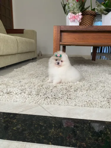 Spitz alemão fêmea anã ursinha