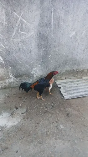 Vendo galo índio e franga índio