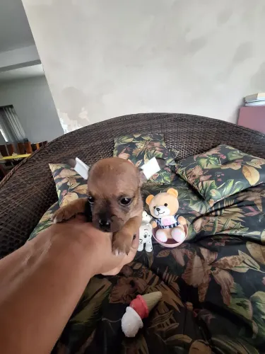 Dois minúsculos machinhos 00, com garantia raridade de encontrar!