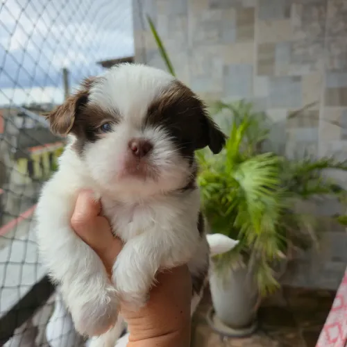 Shihtzu Top Macho e Fêmeas Lindos! Aceito cartão 