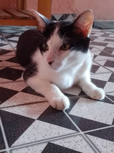Adoção