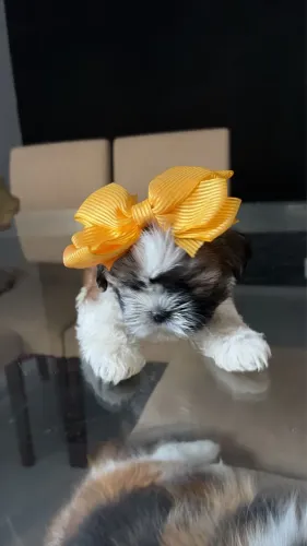 Linda Shih tzu Femea tricolor