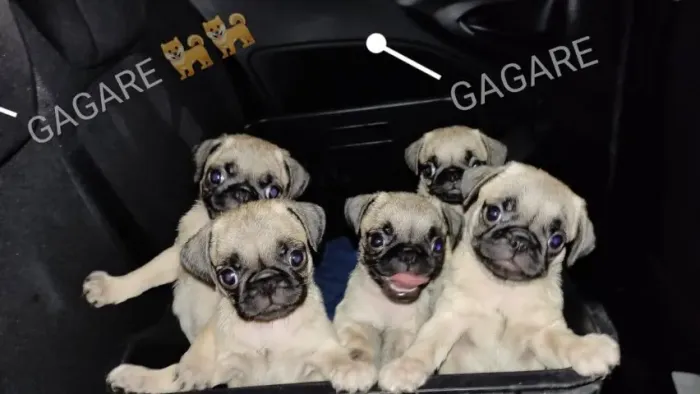 Tenho casal de Pug lindos