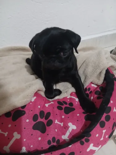 Pug fêmea filhote