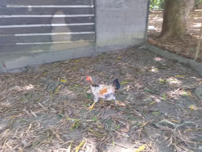 Galo jovem Frango
