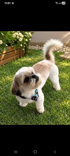 Shih Tzu macho, 2 anos e meio - R$ 200
