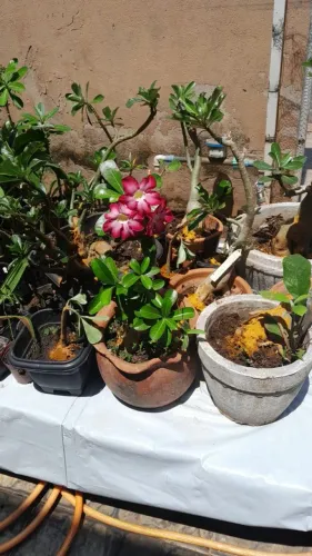 Rosa do deserto
