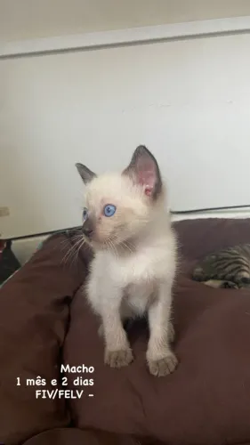 GATINHO PARA ADOÇÃO RESPONSAVÉL