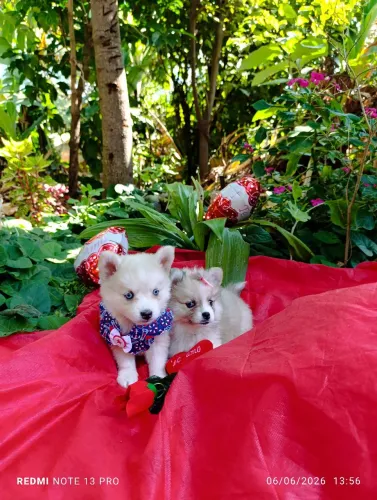 Filhotes Pomsky( Mini Husky)