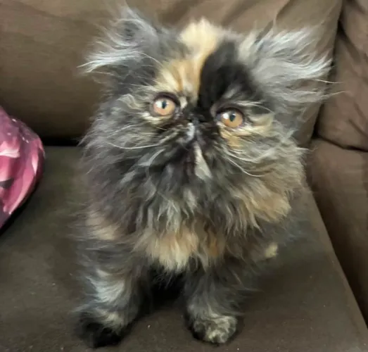 Vendo Gata Persa Filhote