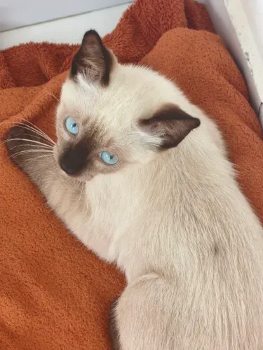 Filhote gato