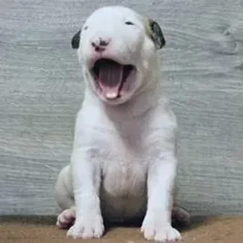 Bull Terrier,Bull Terrier Filhote Disponível Alta Qualidade