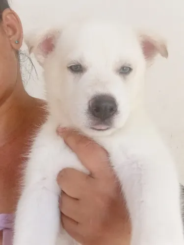 Filhotes de husky siberiano .
