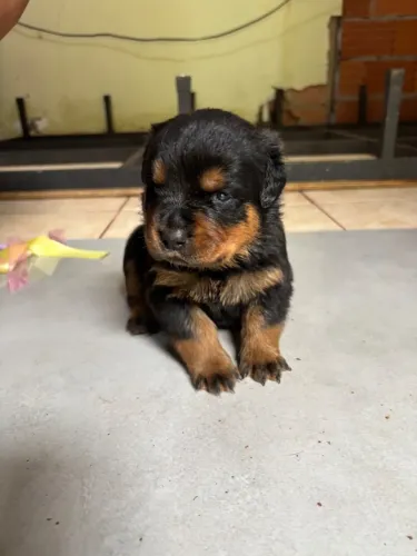Filhote de Rottweiler Puro 