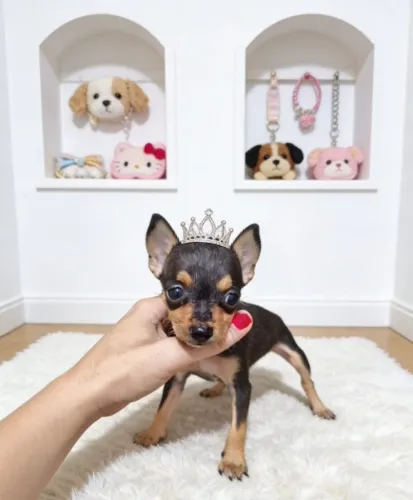 Pinscher mini puro carinho e fofura 