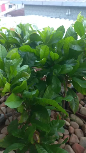 Muda de Fruta do milagre com 2 anos de idade.
