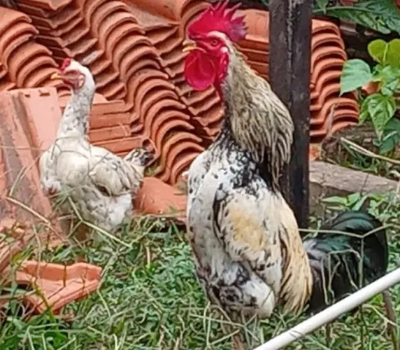 Galinhas 