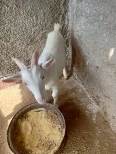 Cabra