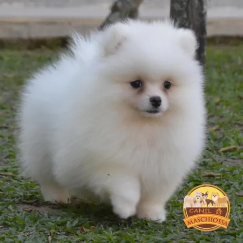 Spitz Alemão. Pedigree CBKC.