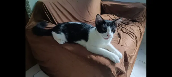Doa-se gato 4 meses
