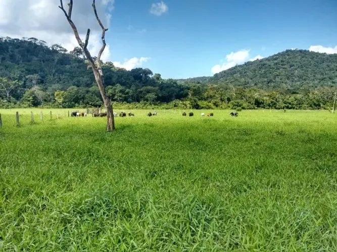FAZENDA PECUÁRIA DE ENGORDA NO SUL DA BAHIA!