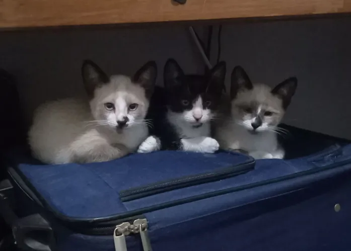 Filhotes de gato siamês