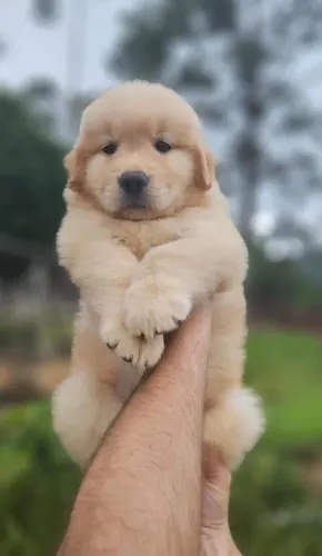 Golden Retriever (Documentação completa)