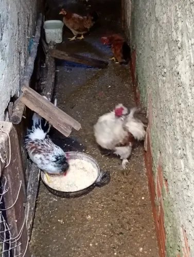 Galinha nanica 