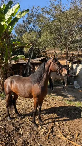 Cavalo