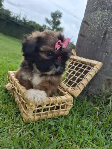 Shihtzu fêmea micro 