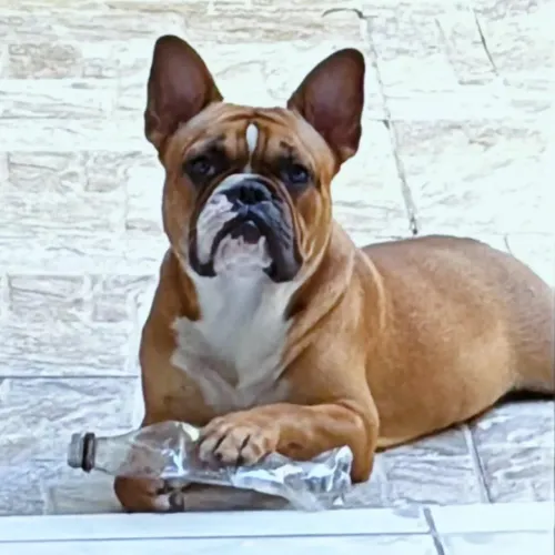 Bulldog francês macho