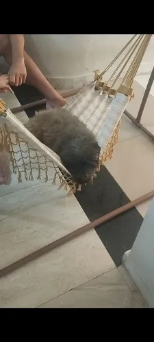 Rede de Pet com suporte 