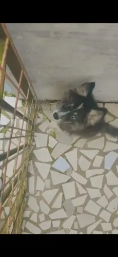 Último husky siberiano wolly