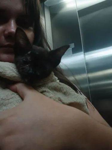 Doando gatinho filhote