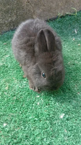 Coelho Mini,coelha lion e coelha lop