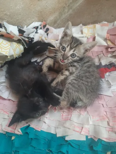 Gatinhos para doação 