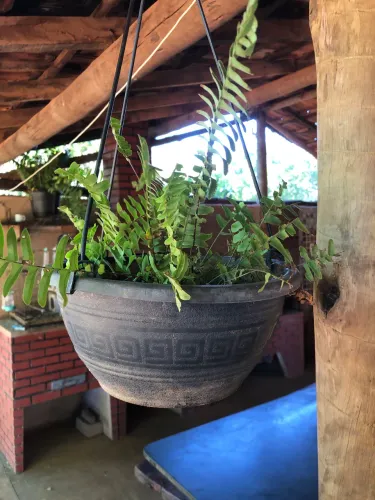 Plantas pendentes