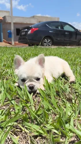 Bulldog francês Platinum fluffy 