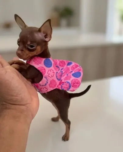 Pinscher com vacina 65 dias lindo