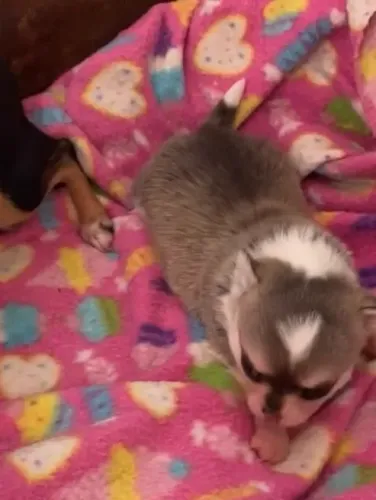 Chihuahua macho para reserva 
