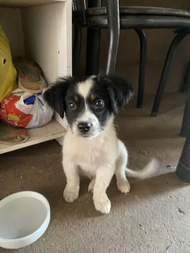 Adoção de cachorro 