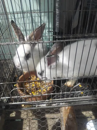 Coelhos