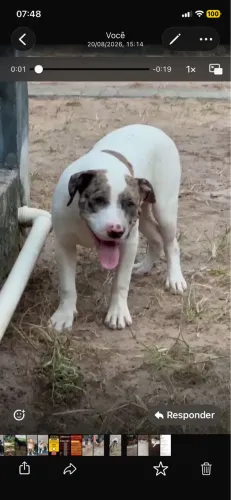 Pit monster macho com 6 meses e pedigree