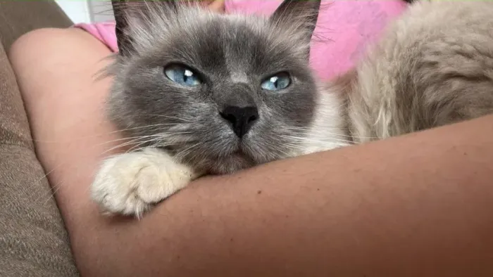 Gata siamesa para adoção