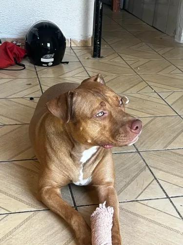 Adoção de pitbull